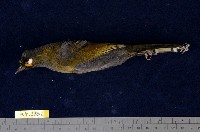 藏品(藪鳥)的圖片